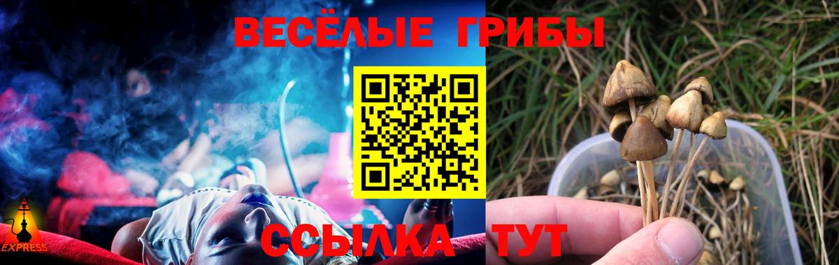 Будённовск  Галлюциногенные грибы Cubensis  Вход с VPN 